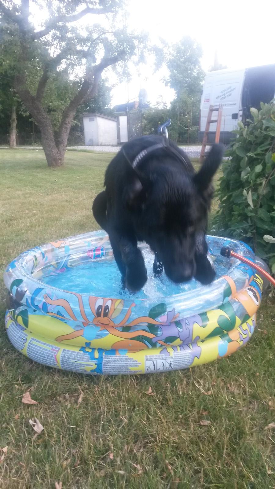 Labrador retriever Buller billede 9