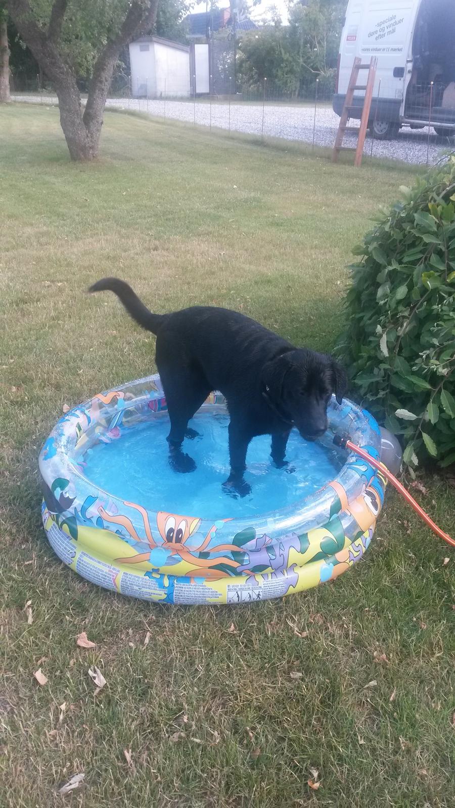 Labrador retriever Buller billede 10