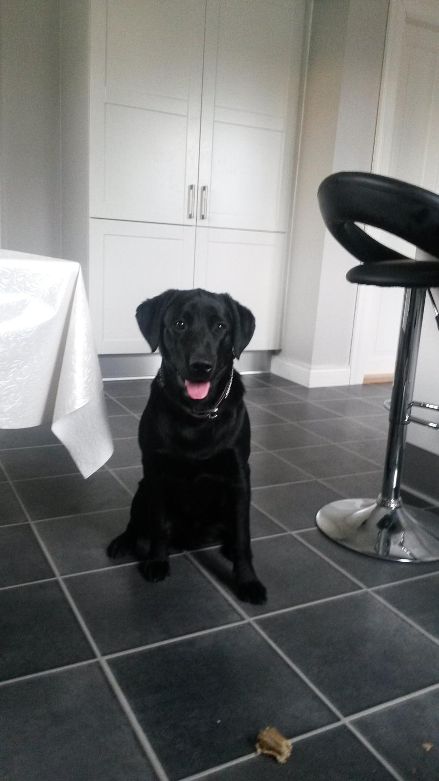 Labrador retriever Buller billede 11