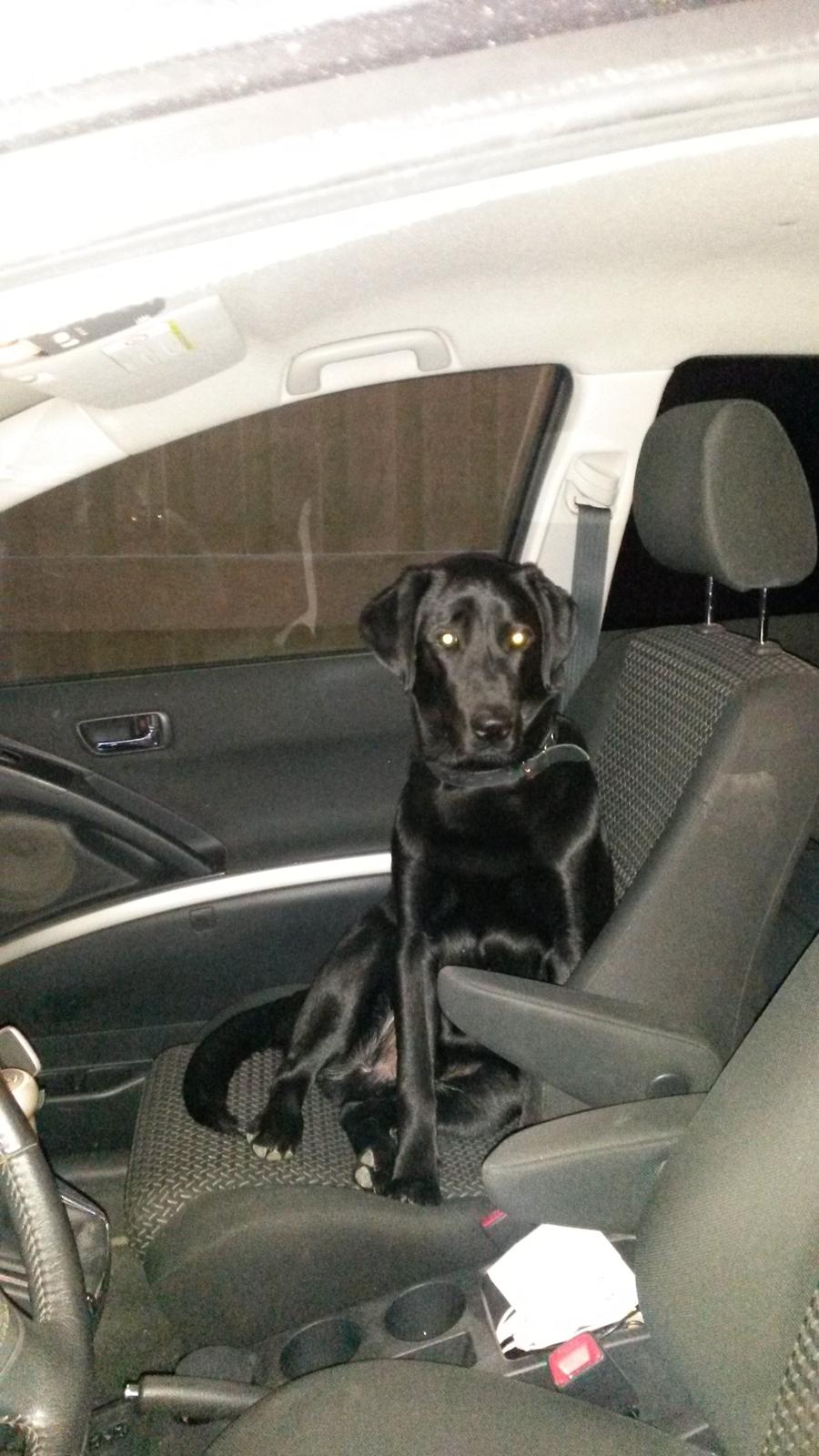 Labrador retriever Buller billede 12