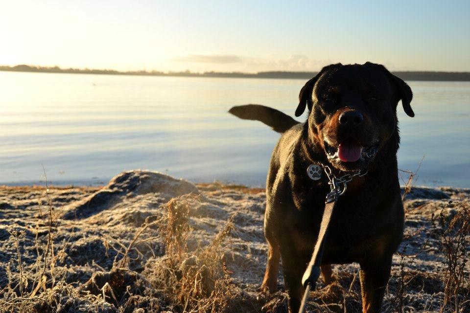 Rottweiler Nica *Himmelhund* billede 11