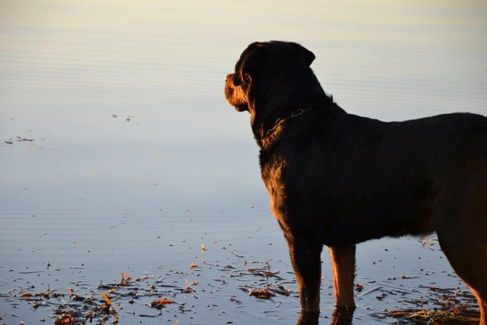 Rottweiler Nica *Himmelhund* billede 16