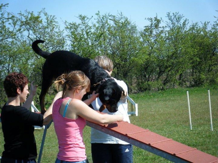 Rottweiler Nica *Himmelhund* billede 18