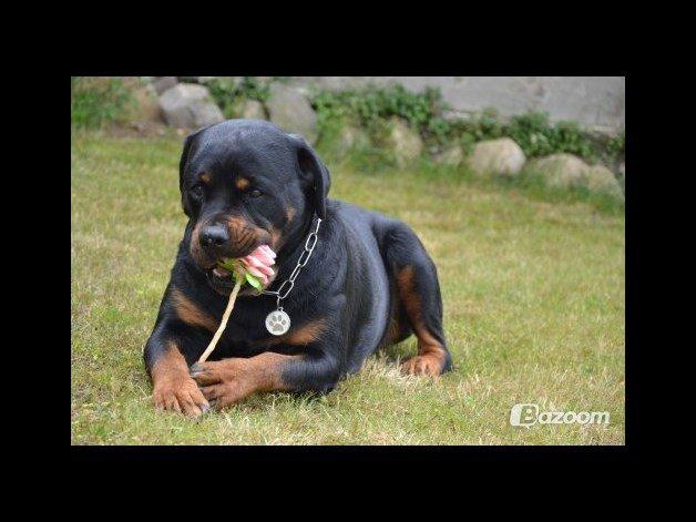 Rottweiler Nica *Himmelhund* billede 22