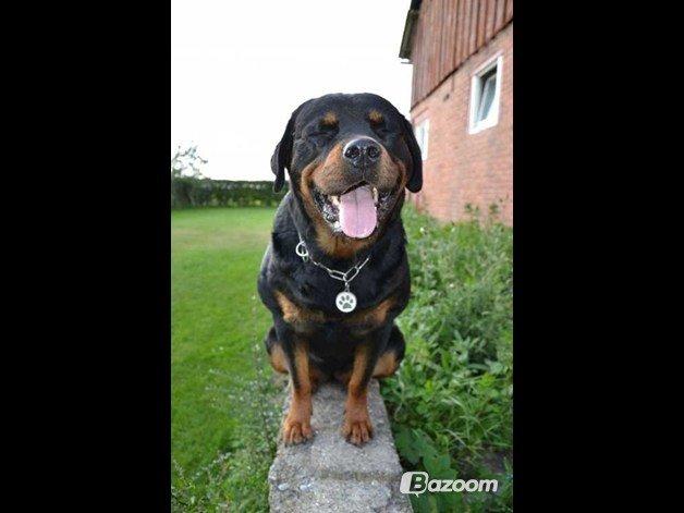 Rottweiler Nica *Himmelhund* billede 23