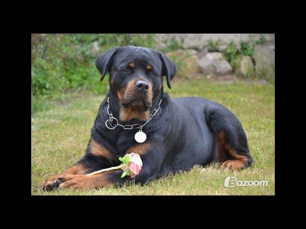 Rottweiler Nica *Himmelhund* billede 24