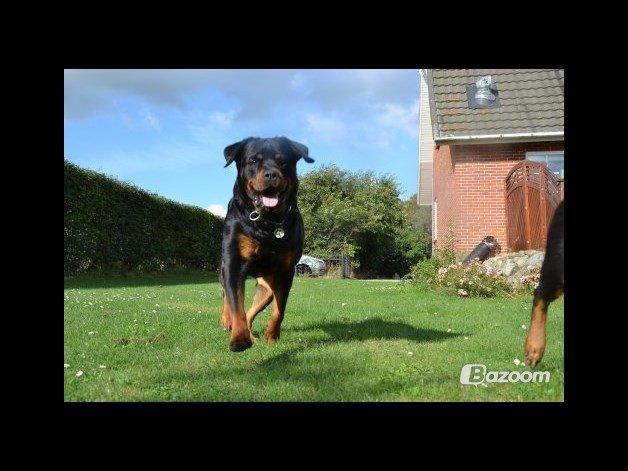 Rottweiler Nica *Himmelhund* billede 25