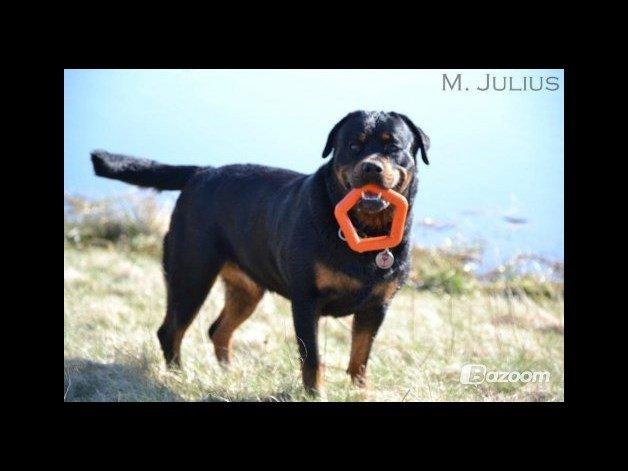 Rottweiler Nica *Himmelhund* billede 26