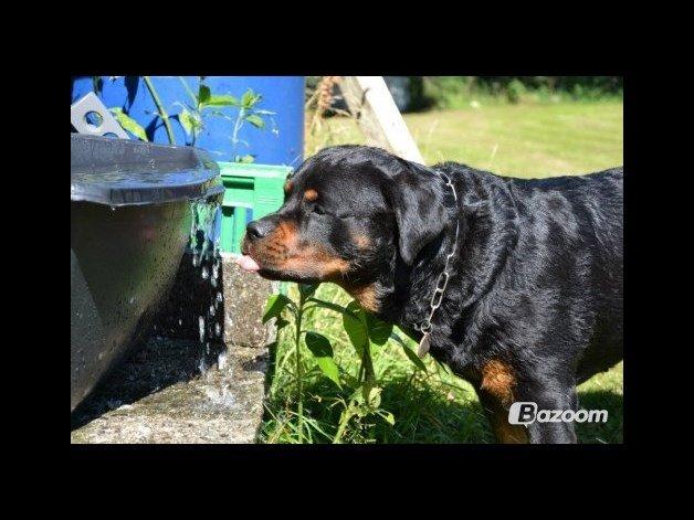 Rottweiler Nica *Himmelhund* billede 27