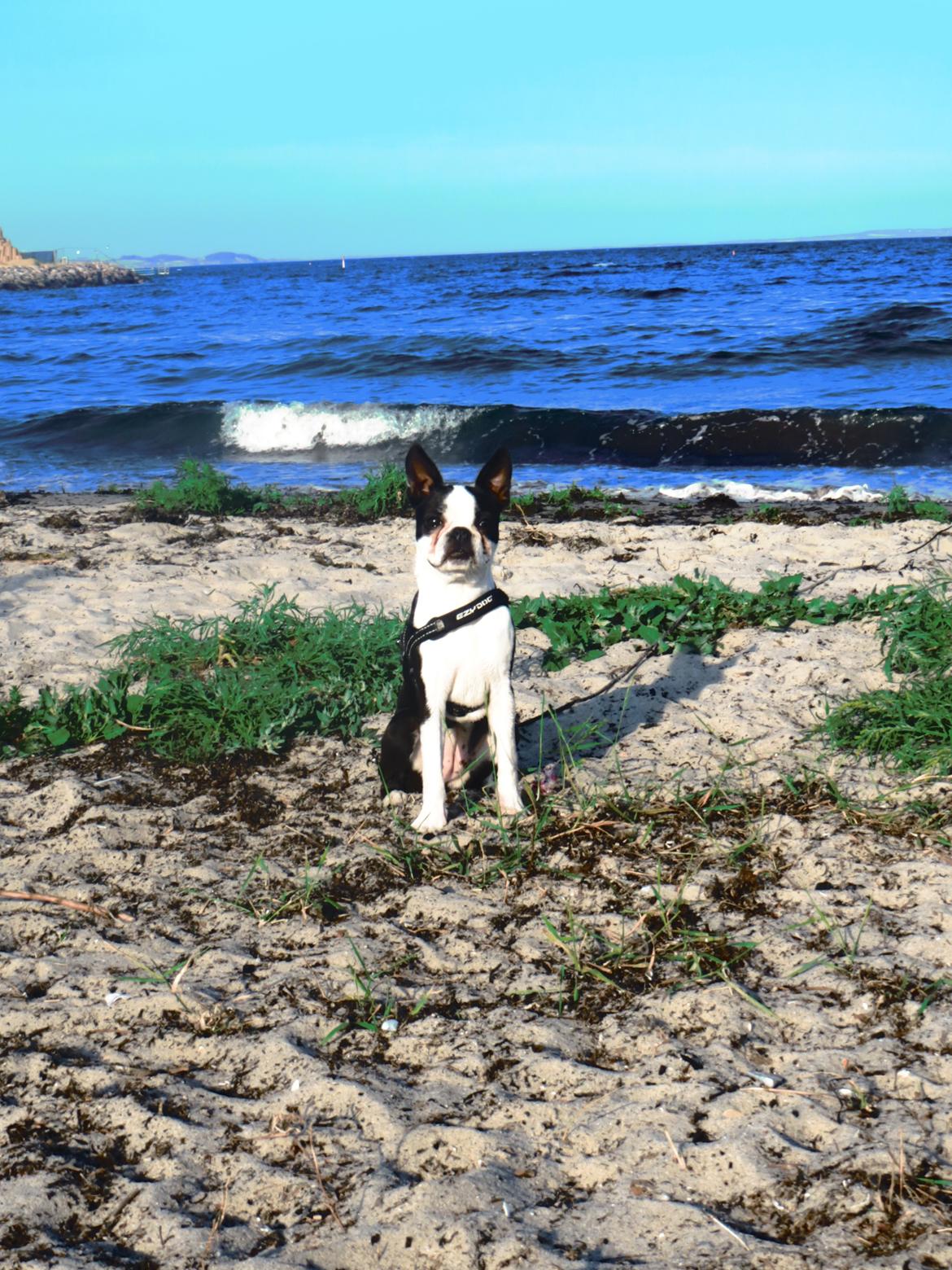 Boston terrier Tonfoss Tamara (Unique) billede 15