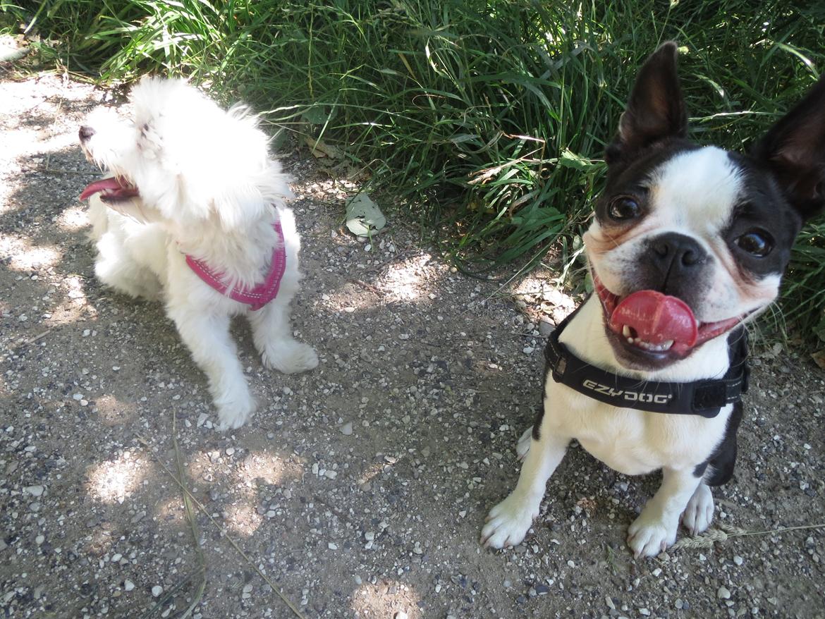 Boston terrier Tonfoss Tamara (Unique) billede 16