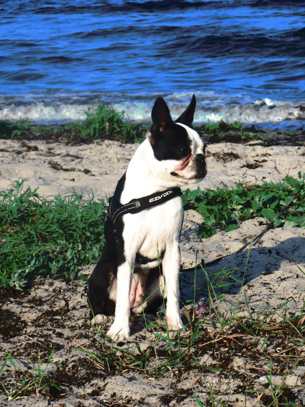 Boston terrier Tonfoss Tamara (Unique) billede 17