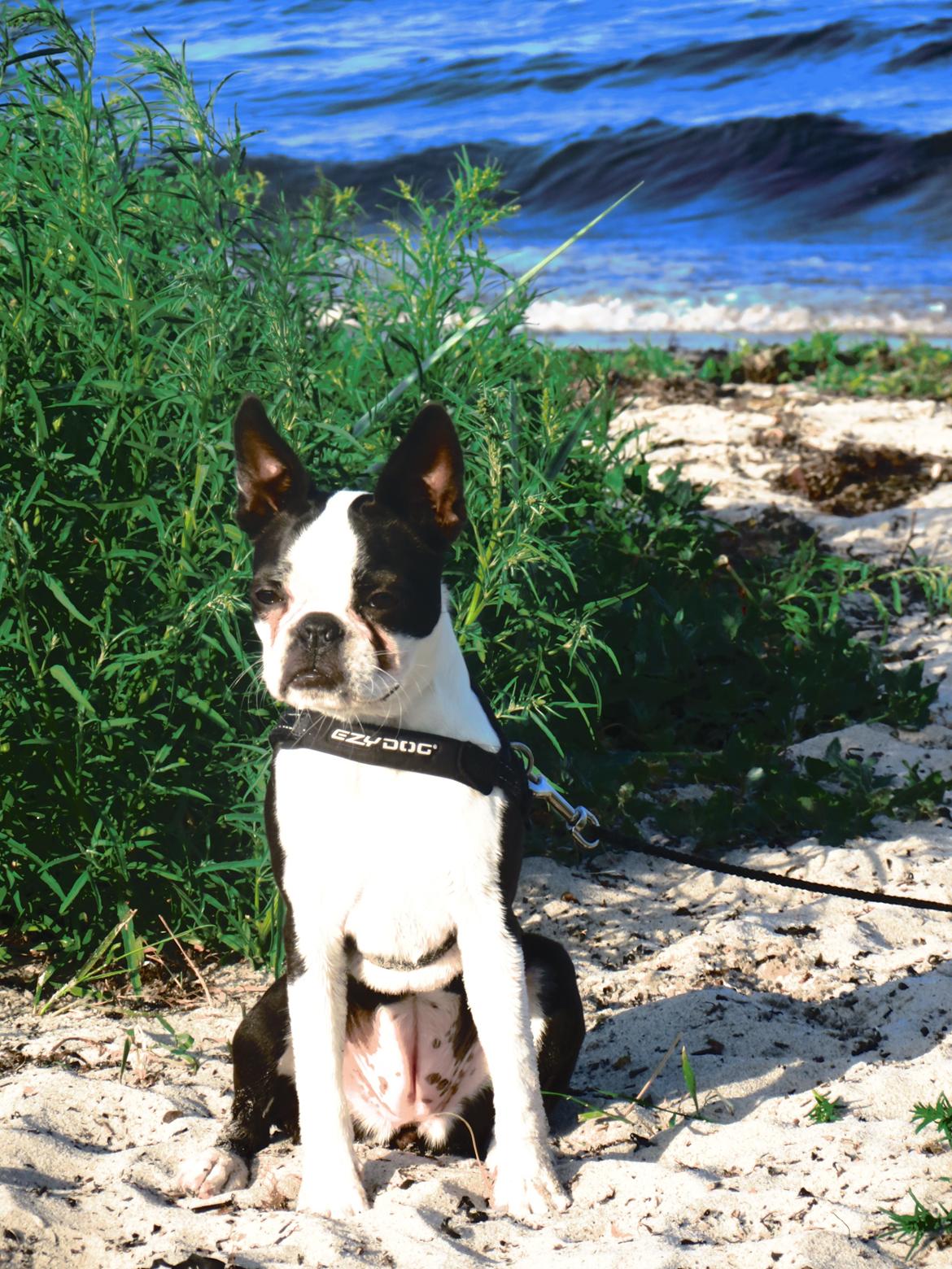 Boston terrier Tonfoss Tamara (Unique) billede 18