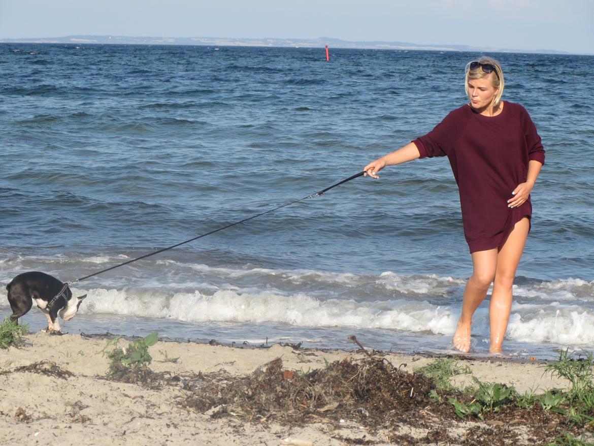 Boston terrier Tonfoss Tamara (Unique) billede 19