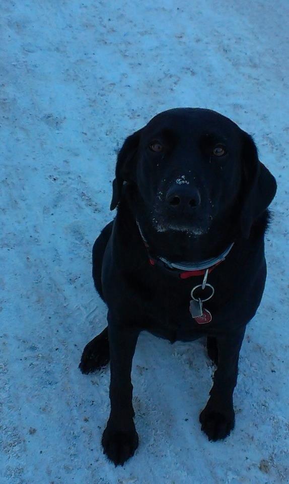 Labrador retriever Rana Schirmer  billede 12