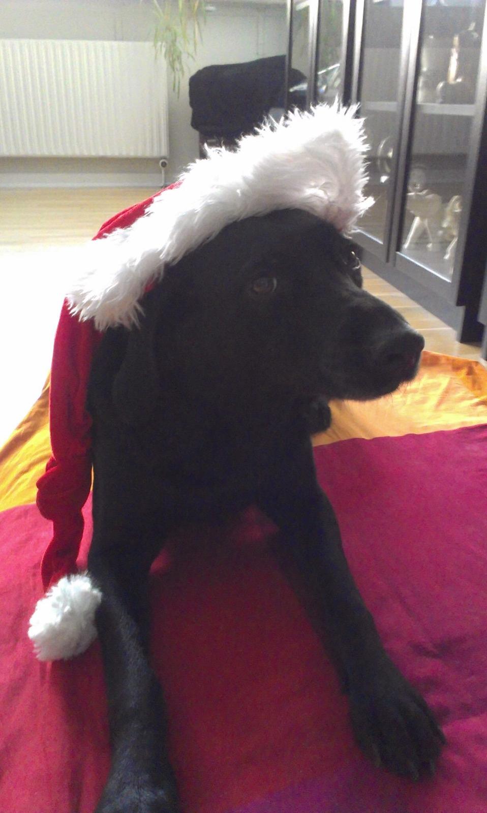 Labrador retriever Rana Schirmer  billede 13