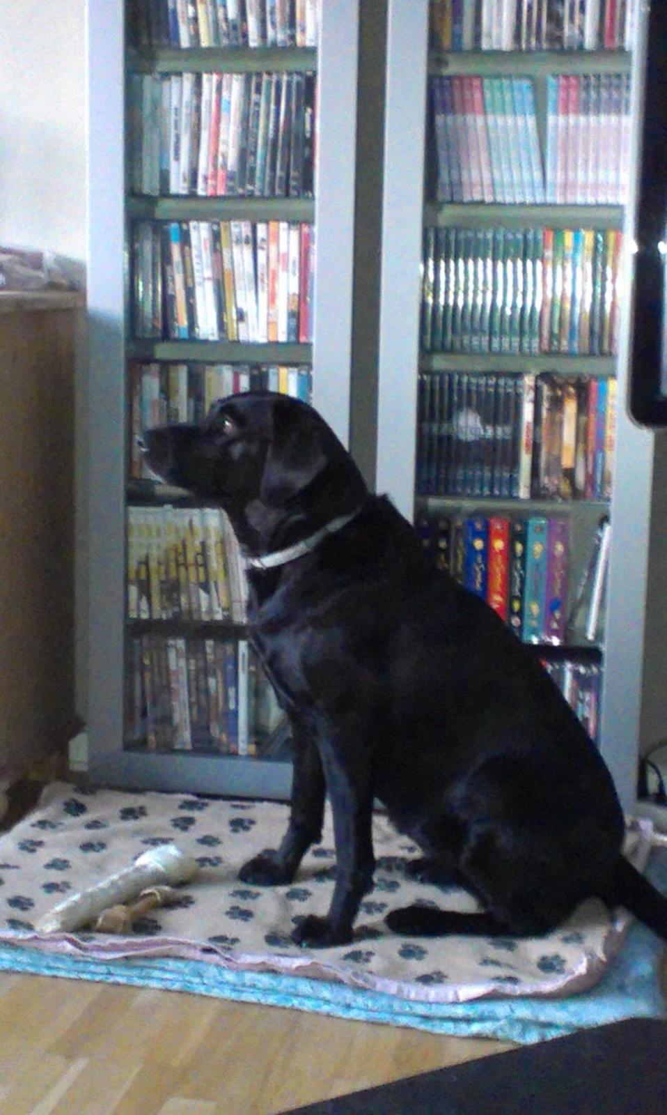 Labrador retriever Rana Schirmer  billede 14