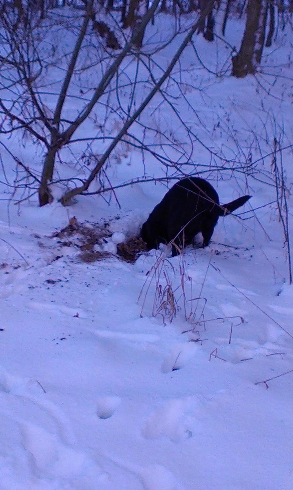 Labrador retriever Rana Schirmer  billede 15
