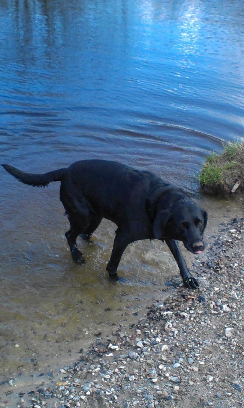 Labrador retriever Rana Schirmer  billede 16