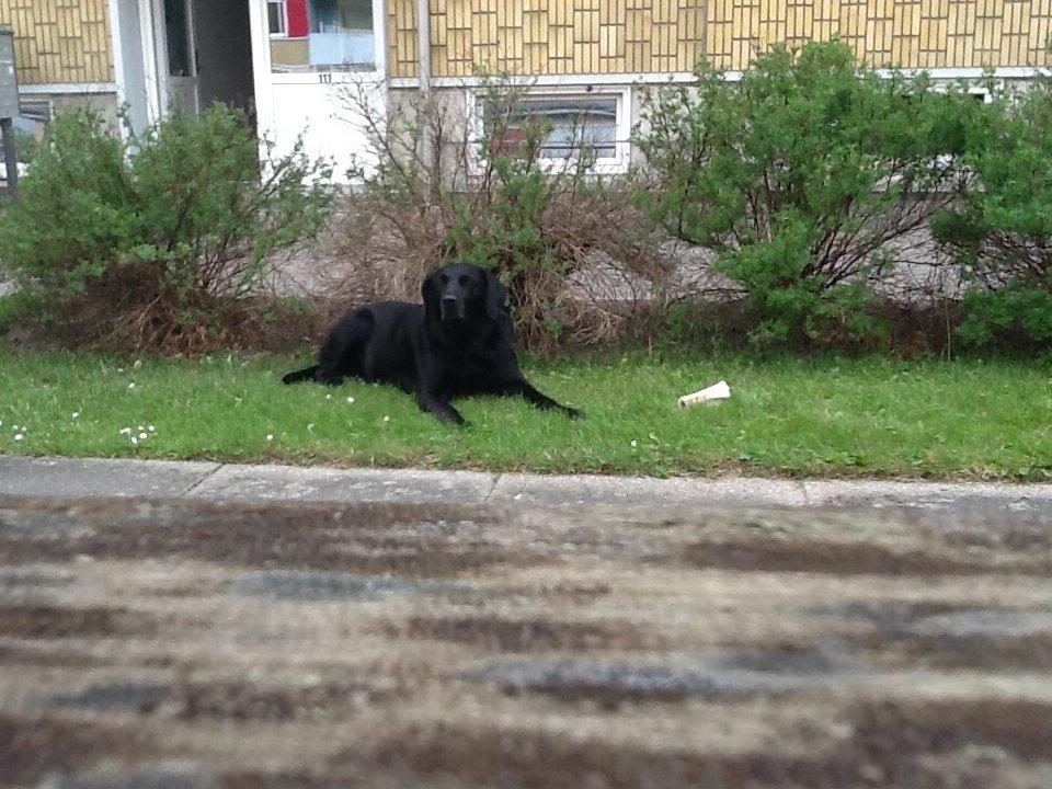 Labrador retriever Rana Schirmer  billede 17