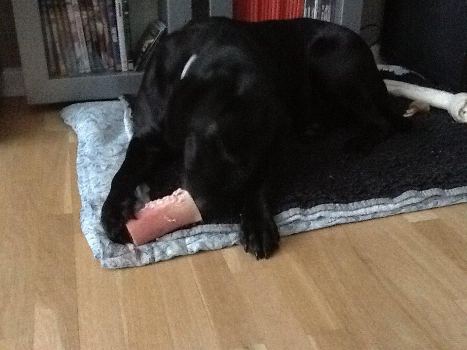 Labrador retriever Rana Schirmer  billede 18