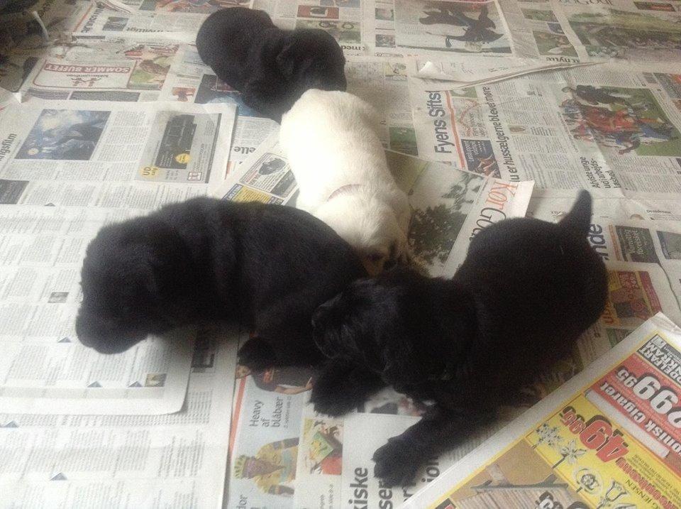 Labrador retriever Sika billede 1