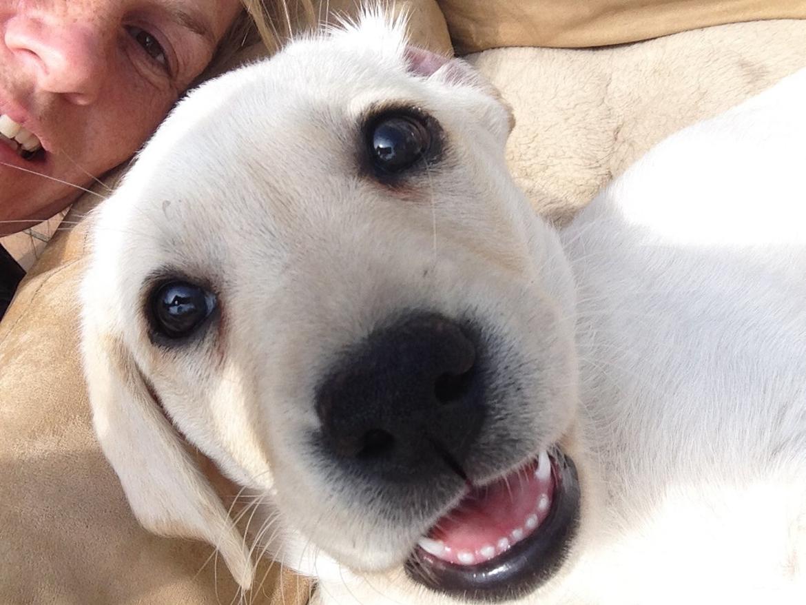 Labrador retriever Sika billede 3