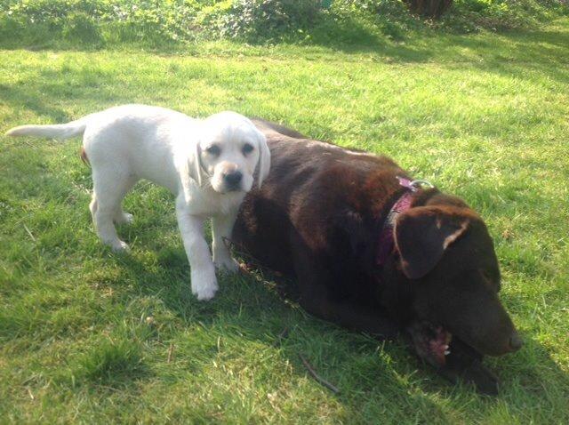 Labrador retriever Sika billede 2