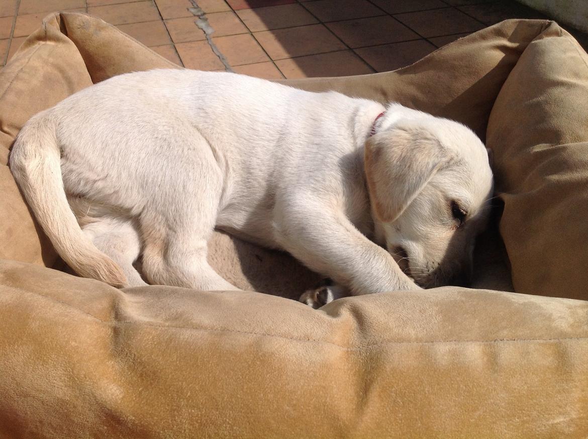 Labrador retriever Sika billede 4