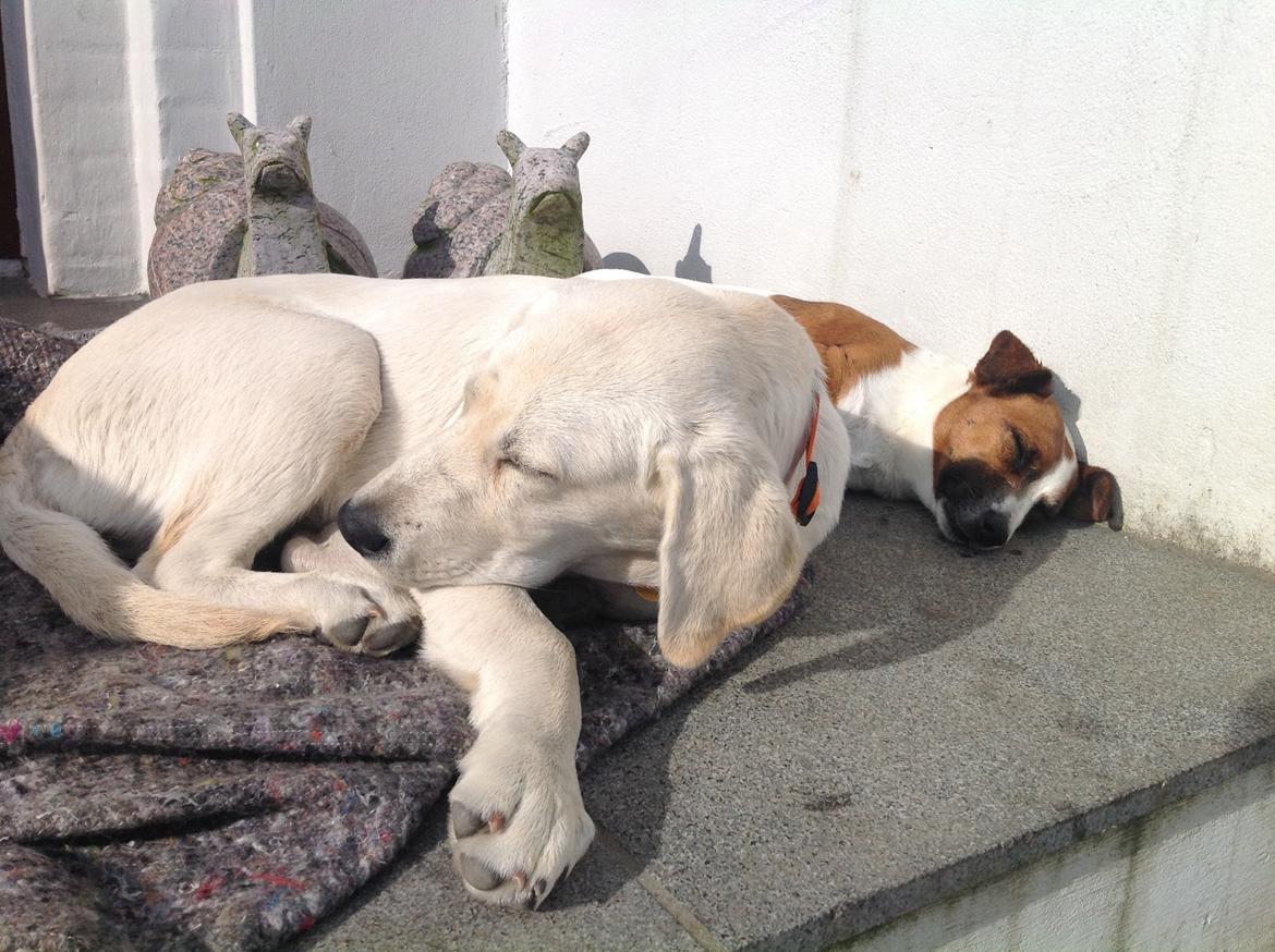 Labrador retriever Sika billede 5