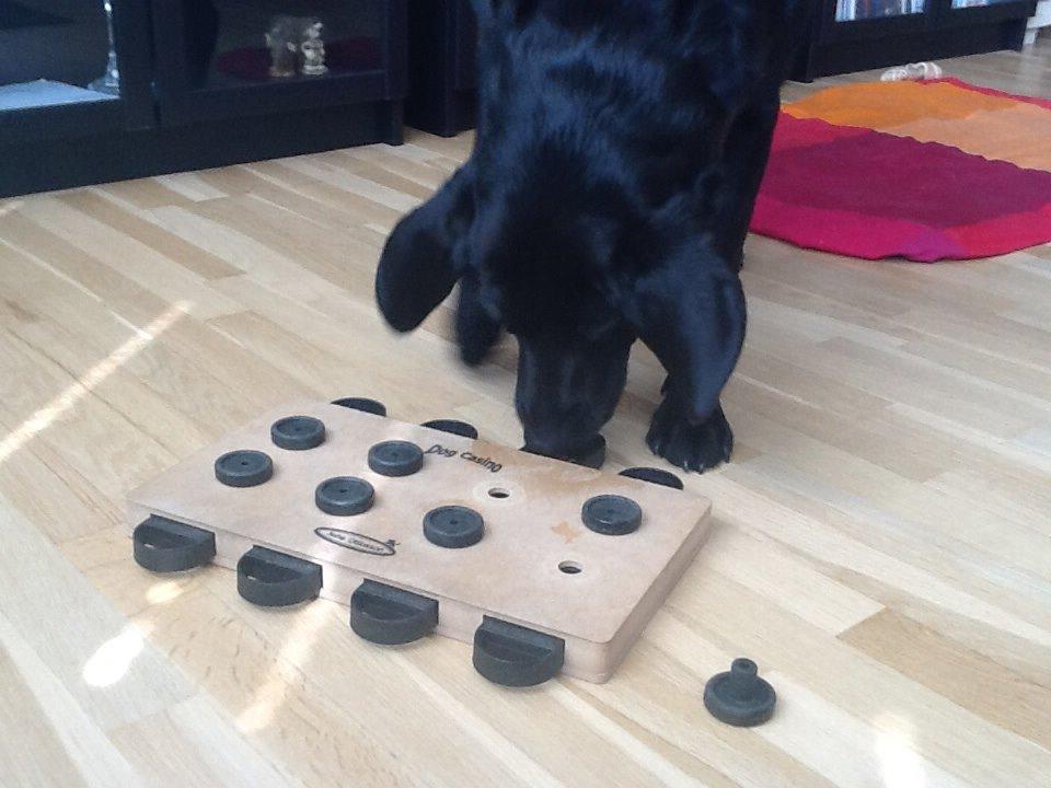 Labrador retriever Rana Schirmer  billede 19