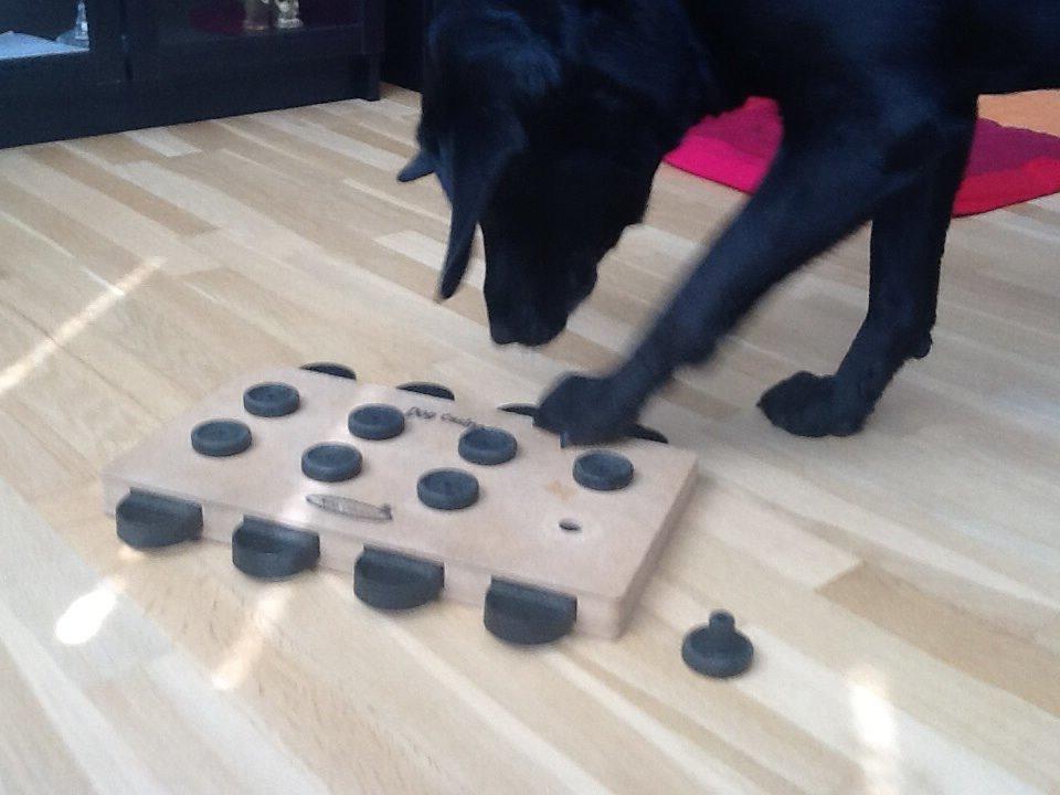 Labrador retriever Rana Schirmer  billede 20