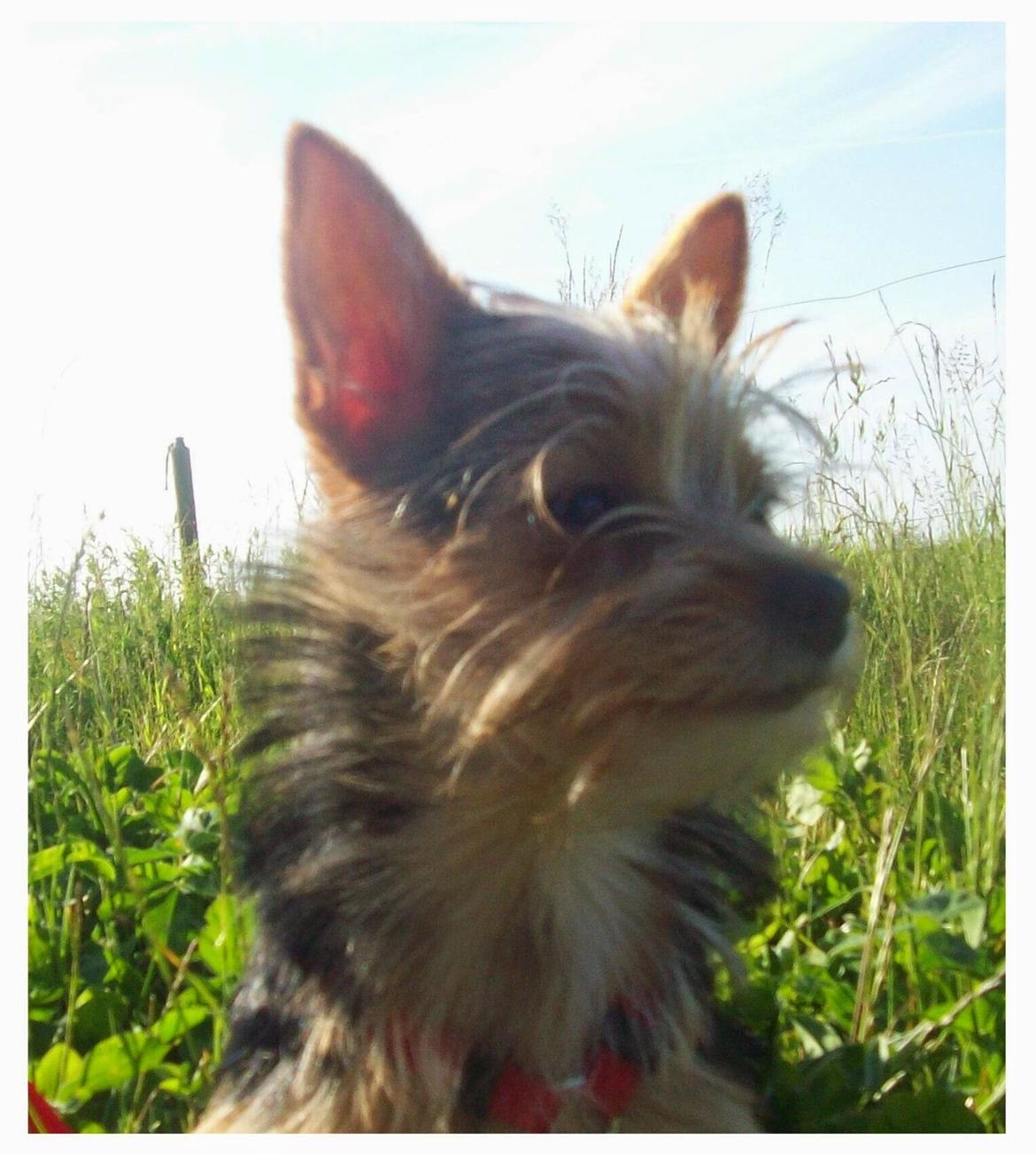 Blanding af racer Susy billede 1