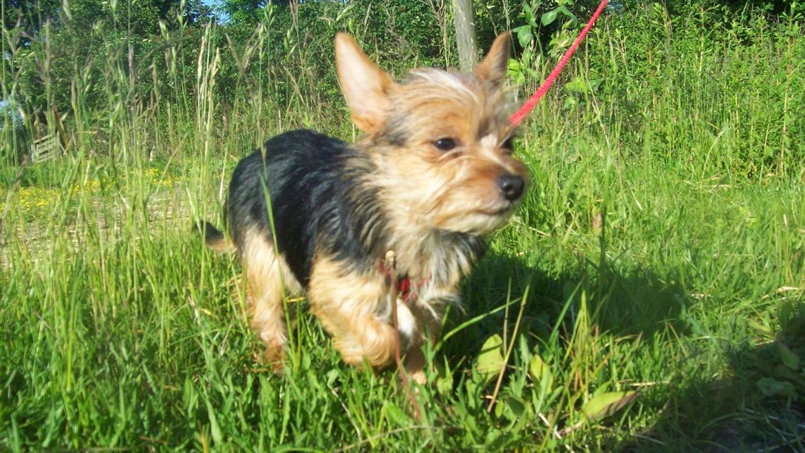 Blanding af racer Susy billede 2