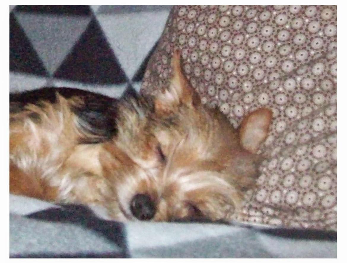 Blanding af racer Susy billede 3