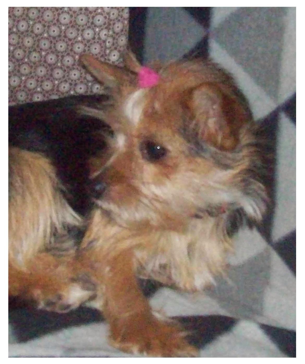 Blanding af racer Susy billede 4