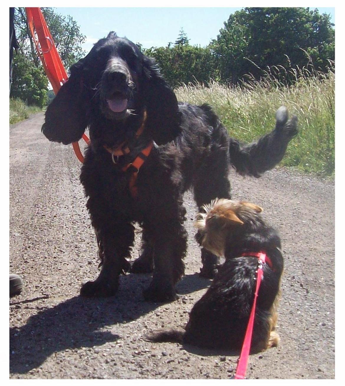 Blanding af racer Susy billede 5