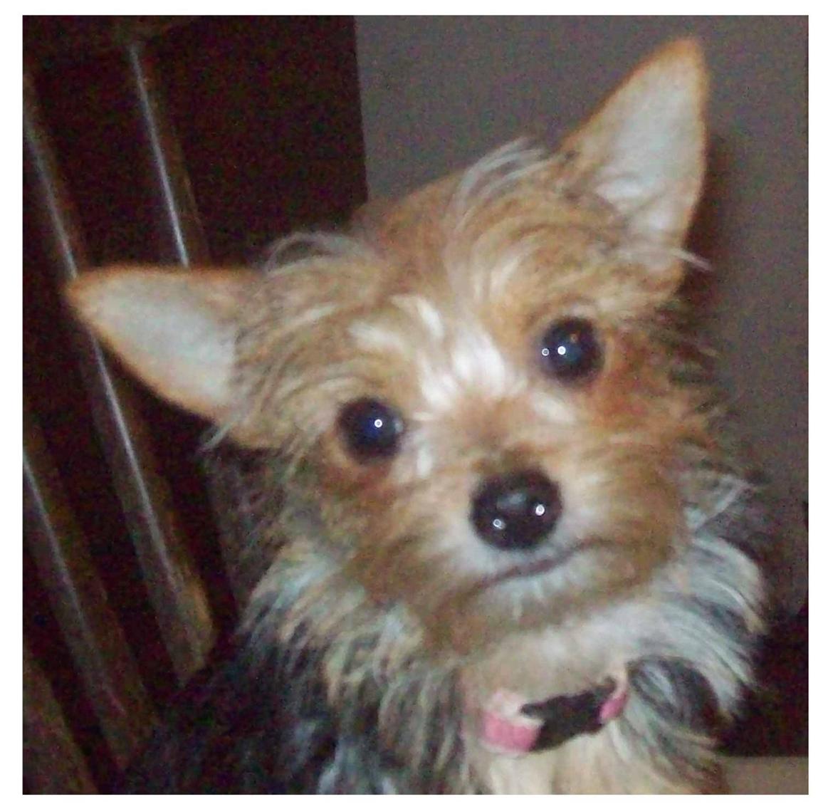 Blanding af racer Susy billede 6