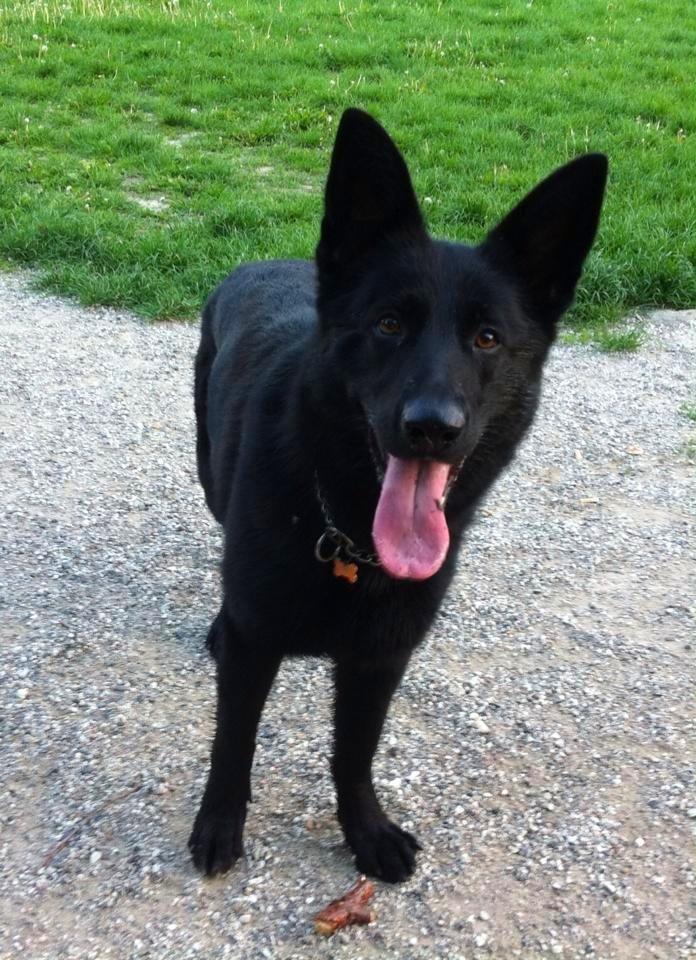 Schæferhund Jen-Ager's Una *Skygge* billede 3