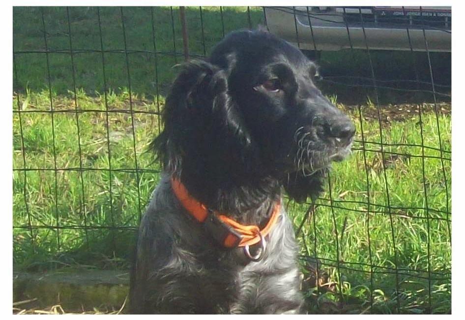 Cocker spaniel Tanja billede 1