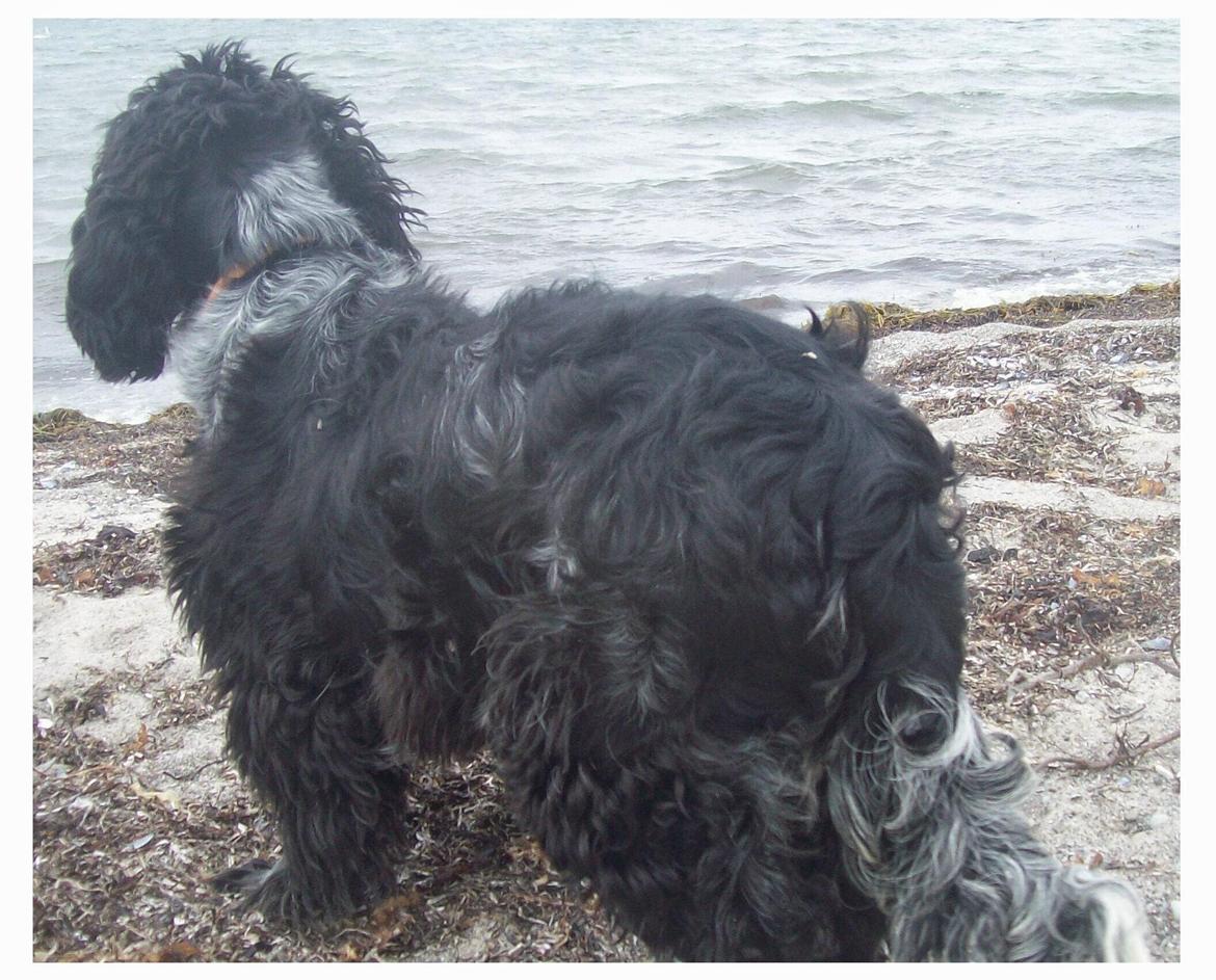 Cocker spaniel Tanja - En tur til vandet billede 3