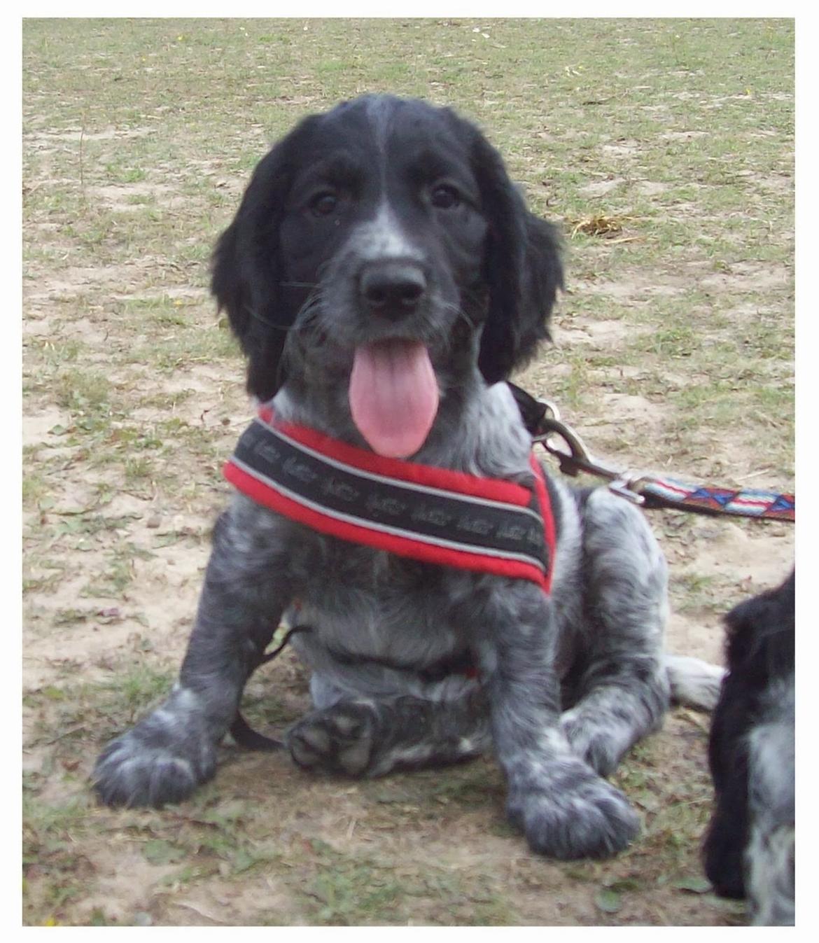 Cocker spaniel Tanja - Hvalpen Tanja, barnebarn af Rosa. billede 4