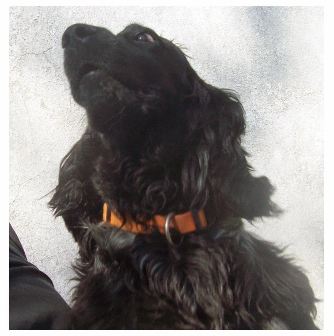 Cocker spaniel Tanja - Skør cocker billede 5