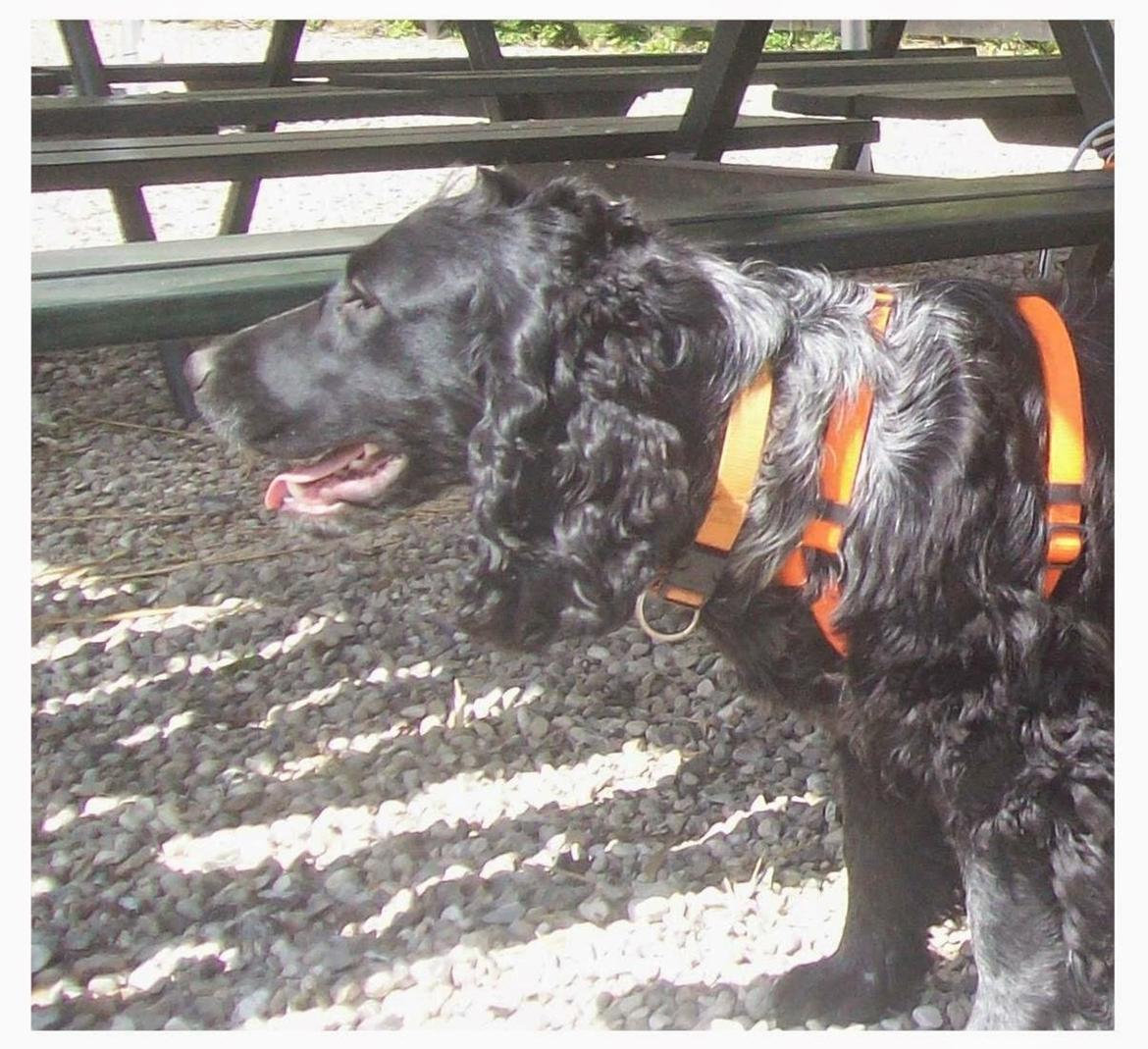 Cocker spaniel Tanja - I Knuthenborg. billede 8