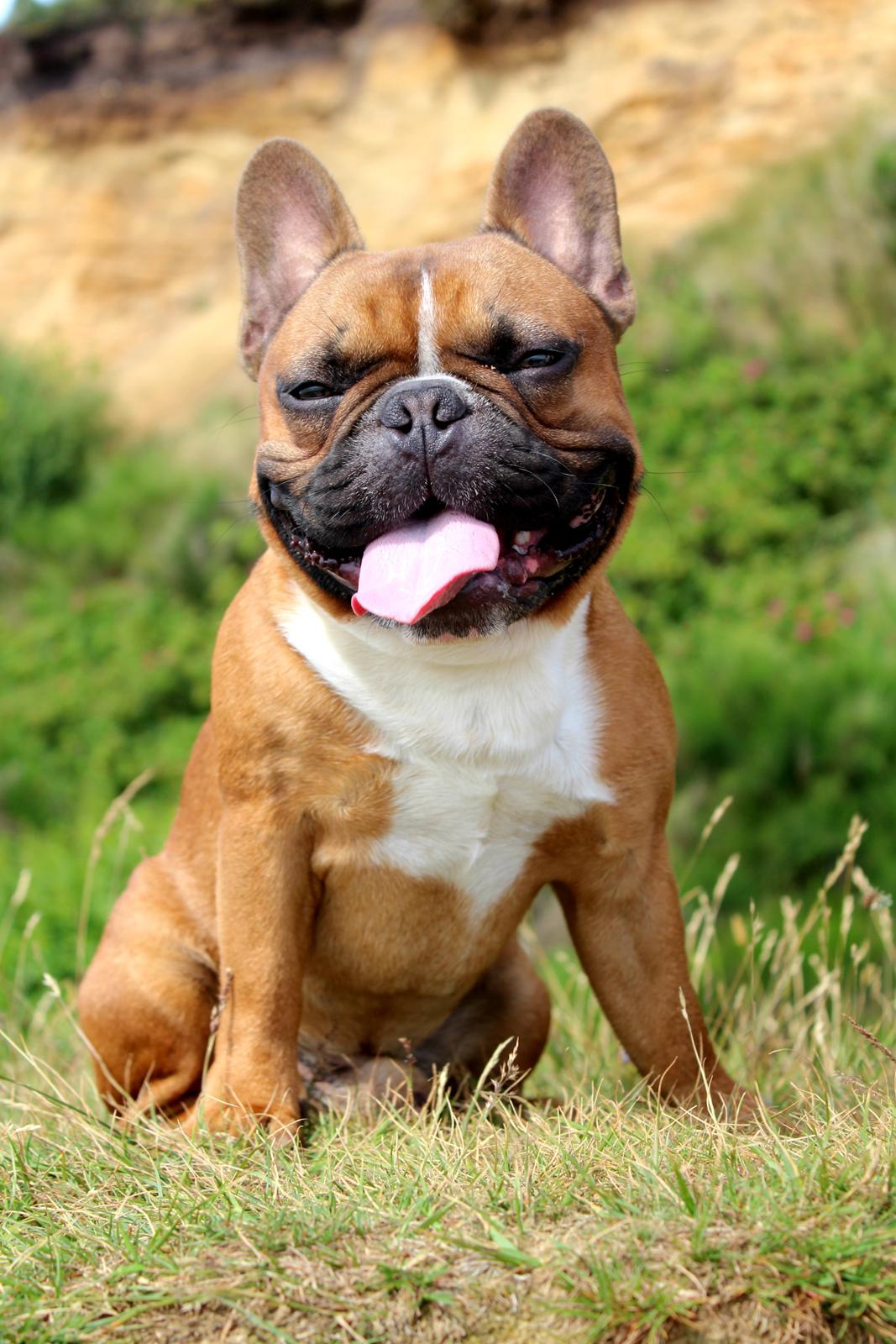 Fransk bulldog Arnold - 7. Juli 2014 - 14 måneder billede 1