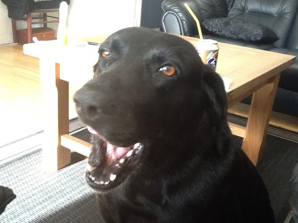 Labrador retriever Rana Schirmer  billede 21