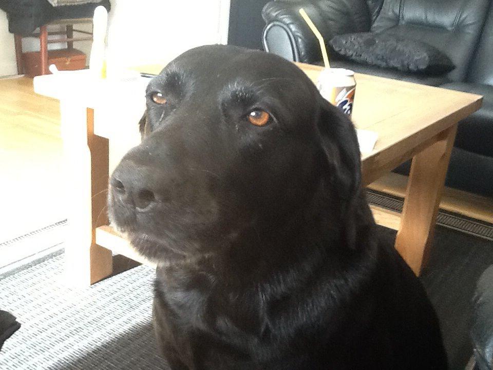 Labrador retriever Rana Schirmer  billede 22