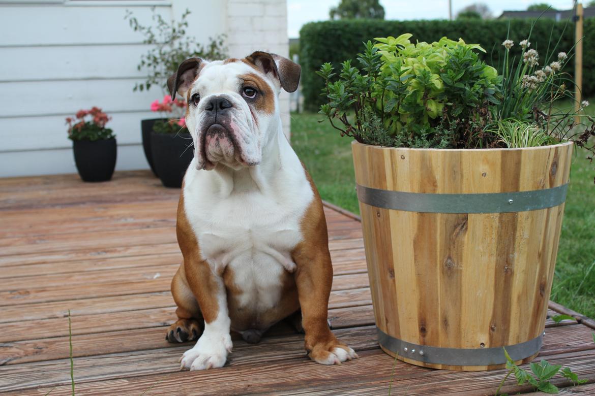 Engelsk bulldog Antonio billede 14