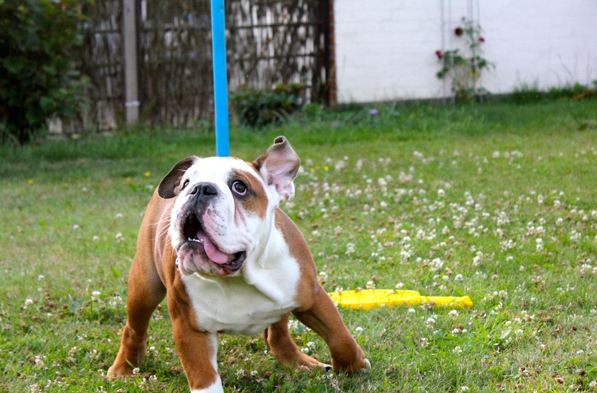 Engelsk bulldog Antonio billede 15