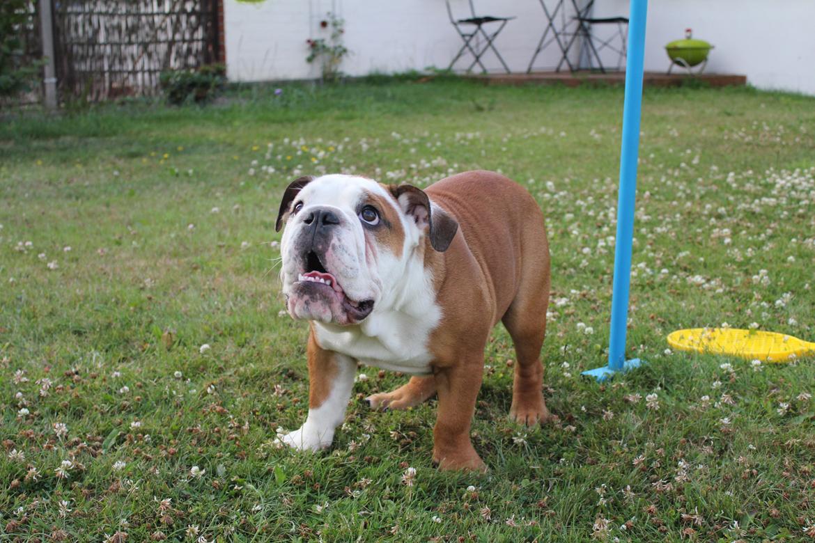 Engelsk bulldog Antonio billede 16